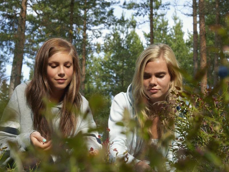 To søstre i skogen